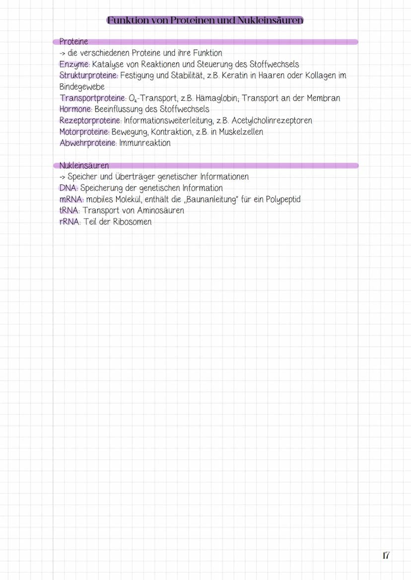 2. Biomoleküle und
molekular Genetik
2.1 Biomoleküle
-> Bau von Makromolekülen (Proteine, Nukleinsäuren)
-> Funktion von Proteinen und Nukle