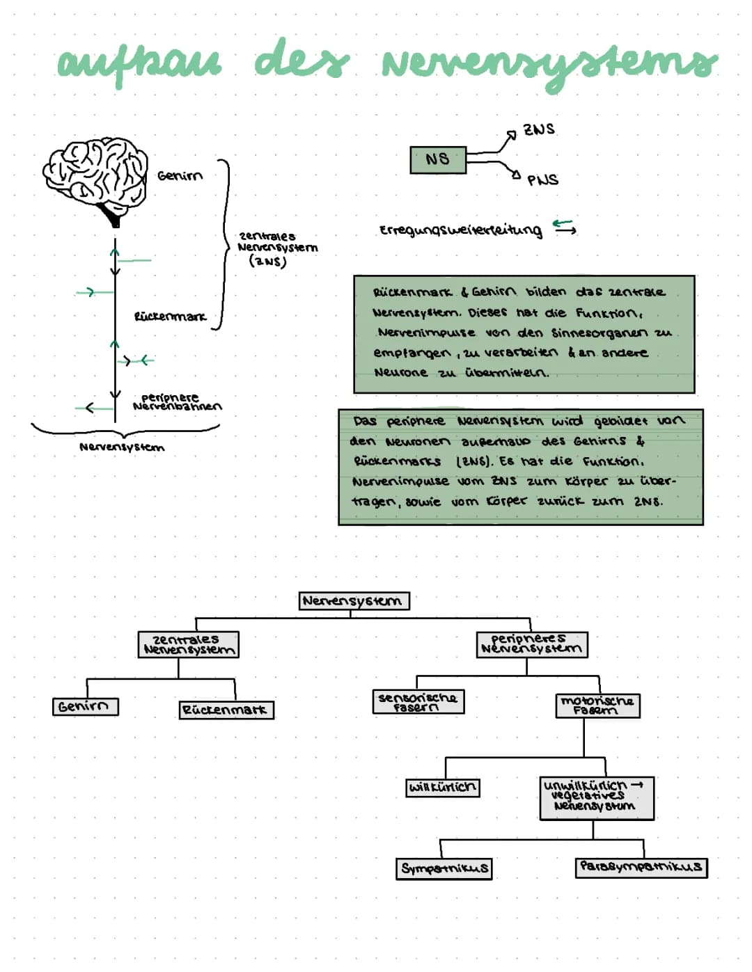 Aufbau des Nervensystems 