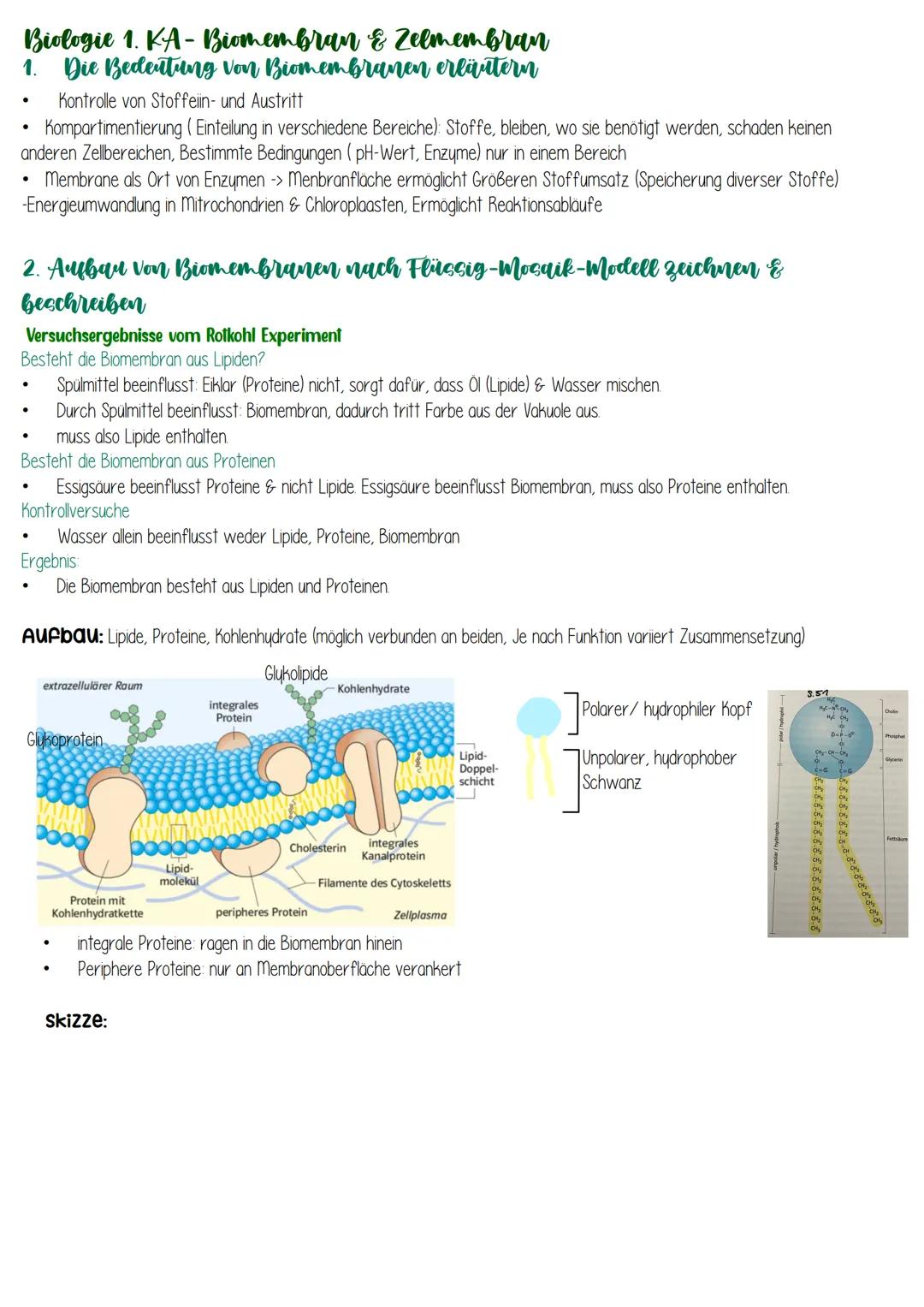 # Biologie 1. KA-Biomembran & Zelmembran

## 1. Die Bedeutung von Biomembranen erläutern

- Kontrolle von Stoffeiin- und Austritt
- Komparti