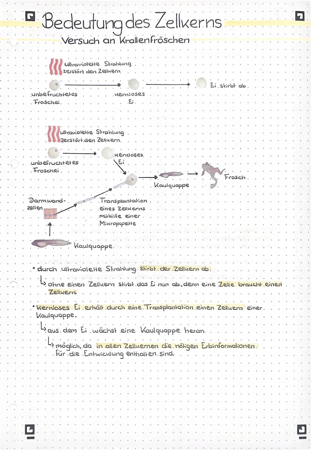 G
Bedeutung des Zellker.ns
Versuch an Krallenfröschen
{}}
unbefruchtetes
Froschei.
ultraviolette Strahlung
zerstört den Zellkern,
zellen
unb