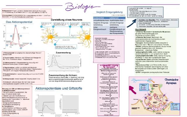 Know Aktionspotential, Erregungsweiterleitung, Chemische Synapse thumbnail