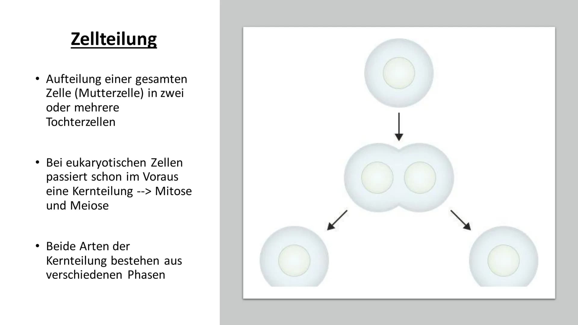 Zellkern & Kernhülle Gliederung
1. Zellkern
1.1 Was ist der Zellkern?
1.2 Aufgaben eines Zellkerns
1.3 Aufbau
1.4 Der Zellkern in einer Pfla
