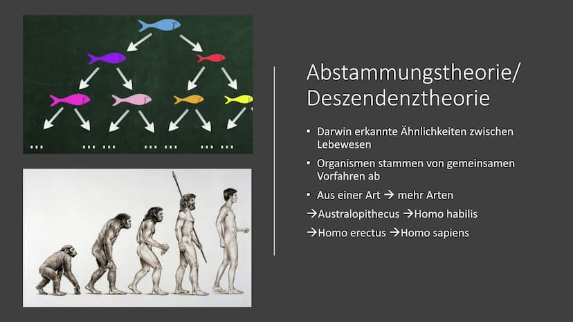 Charles Darwin
Von Pouya Afzali Tari Übersicht
●
●
Kurzbiografie
Abstammungstheorie
Evolutionstheorie
→Beispiele
Reaktionen
Quellen Herkunft