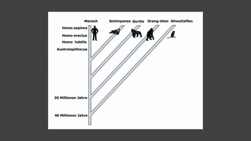 Charles Darwin
Von Pouya Afzali Tari Übersicht
●
●
Kurzbiografie
Abstammungstheorie
Evolutionstheorie
→Beispiele
Reaktionen
Quellen Herkunft