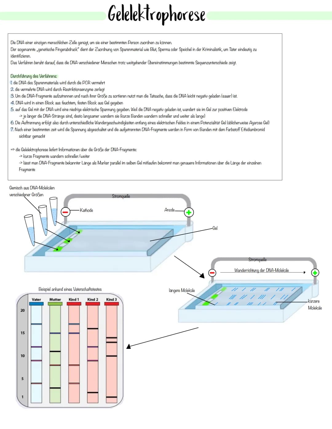 Gentechnik Methoden der Pflanzen- und Tierzucht
Auslesezucht:
→> Selektion (=gezielte Auslese) von Individuen mit genetisch bedingten, günst