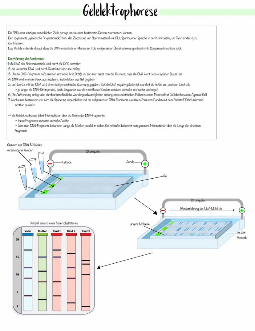 Gentechnik Methoden der Pflanzen- und Tierzucht
Auslesezucht:
→> Selektion (=gezielte Auslese) von Individuen mit genetisch bedingten, günst