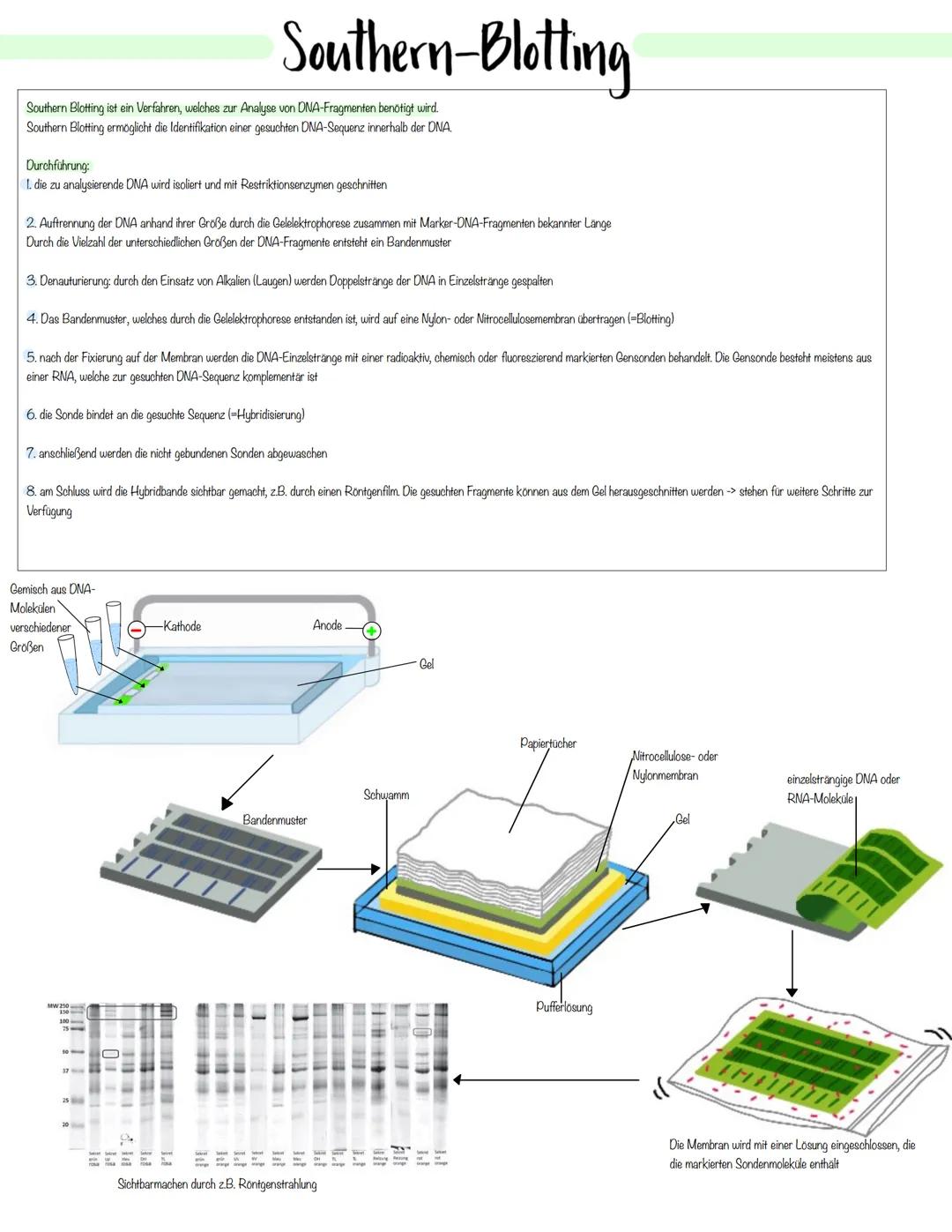 Gentechnik Methoden der Pflanzen- und Tierzucht
Auslesezucht:
→> Selektion (=gezielte Auslese) von Individuen mit genetisch bedingten, günst