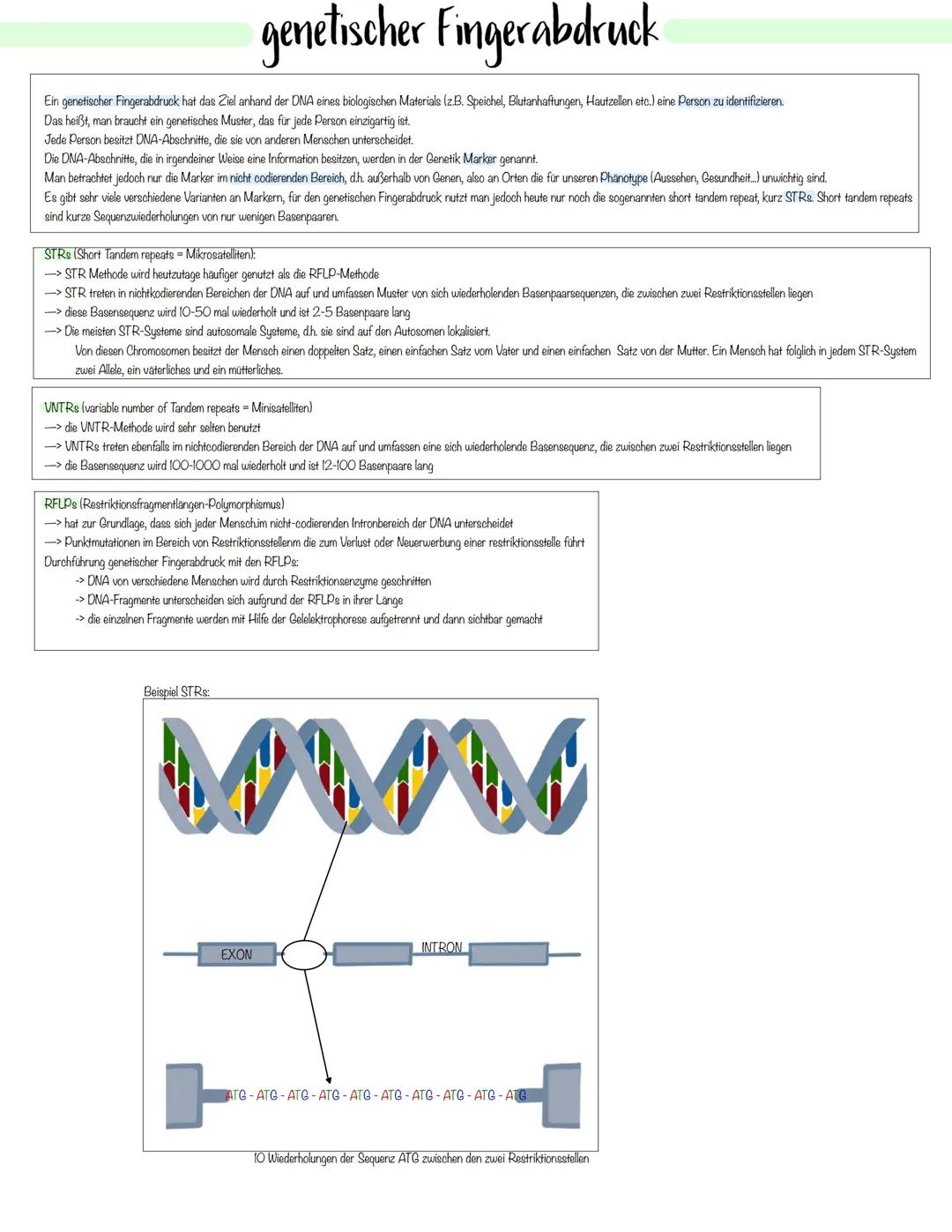 Gentechnik Methoden der Pflanzen- und Tierzucht
Auslesezucht:
→> Selektion (=gezielte Auslese) von Individuen mit genetisch bedingten, günst