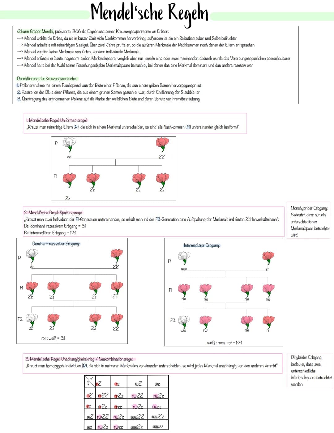 Gentechnik Methoden der Pflanzen- und Tierzucht
Auslesezucht:
→> Selektion (=gezielte Auslese) von Individuen mit genetisch bedingten, günst