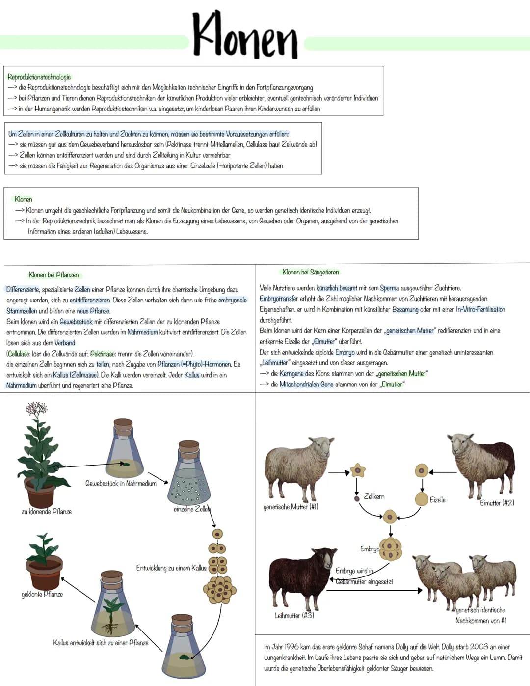 Gentechnik Methoden der Pflanzen- und Tierzucht
Auslesezucht:
→> Selektion (=gezielte Auslese) von Individuen mit genetisch bedingten, günst