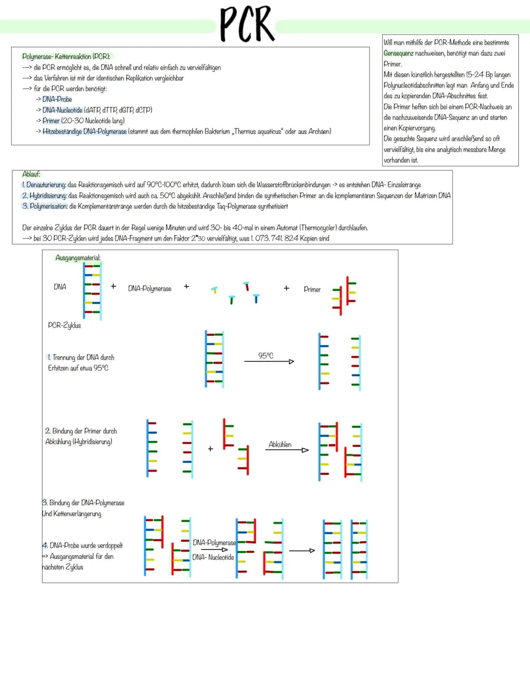 Gentechnik Methoden der Pflanzen- und Tierzucht
Auslesezucht:
→> Selektion (=gezielte Auslese) von Individuen mit genetisch bedingten, günst