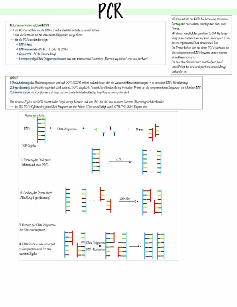 Gentechnik Methoden der Pflanzen- und Tierzucht
Auslesezucht:
→> Selektion (=gezielte Auslese) von Individuen mit genetisch bedingten, günst