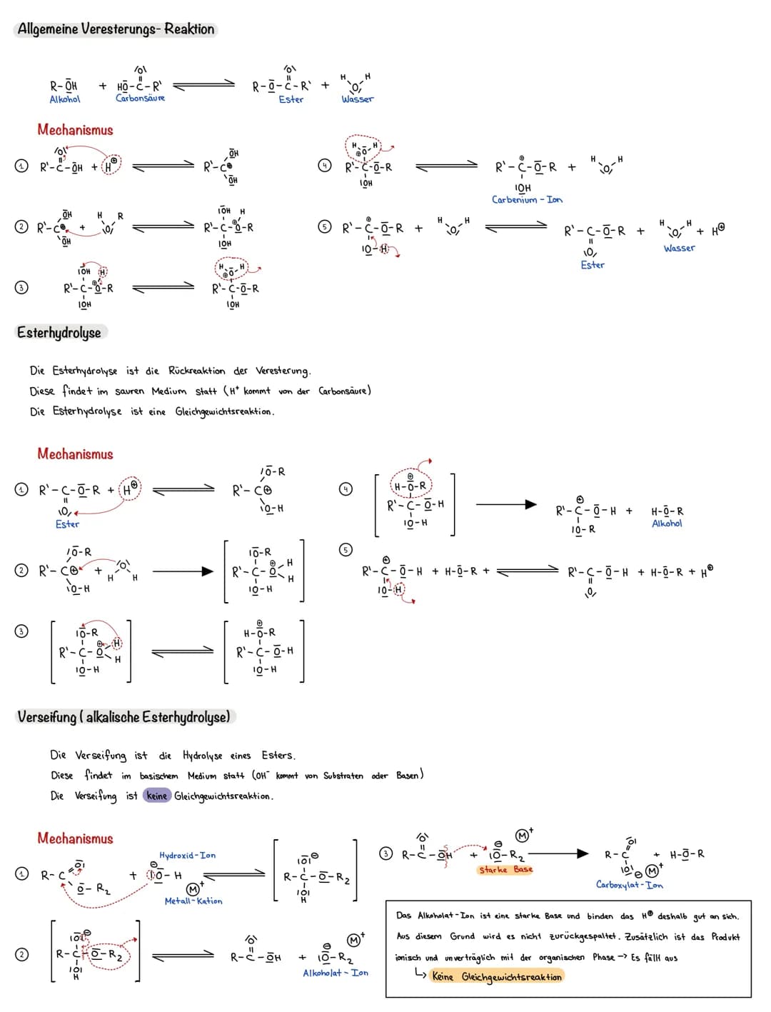 Allgemeine Veresterungs- Reaktion
3
101
R-OH + HO-C-R¹
Alkohol
Carbonsäure
Mechanismus
10!
R-C-OH +
IOH H
R-C--R
IOH
Esterhydrolyse
Mechanis