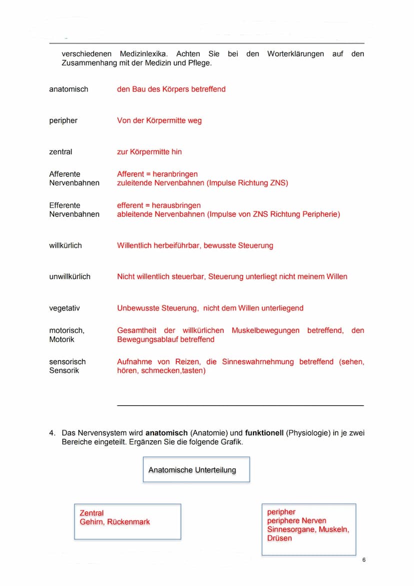 Lerndossier:
Anatomie und Physiologie
Nervensystem
Lösungsvorschläge komplett Anatomie/ Physiologie des Nervensystems
Ausgangslage
Mit diese
