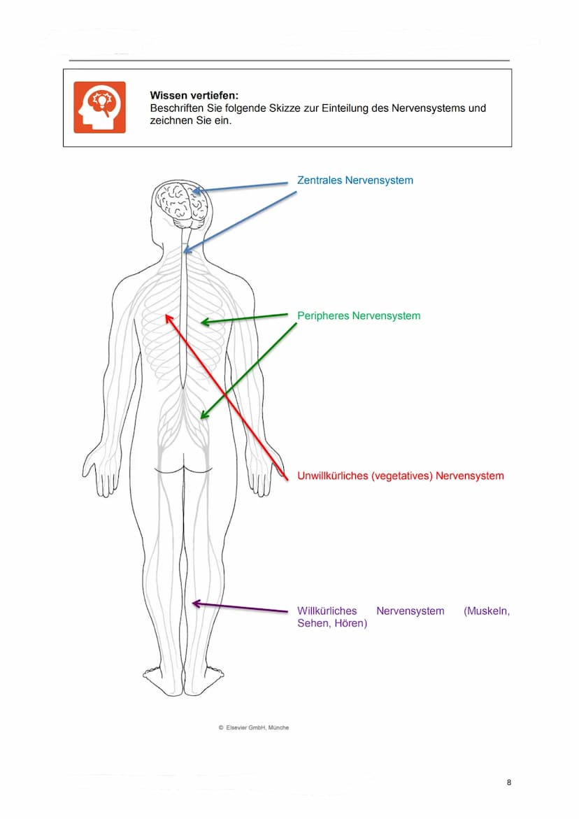 Lerndossier:
Anatomie und Physiologie
Nervensystem
Lösungsvorschläge komplett Anatomie/ Physiologie des Nervensystems
Ausgangslage
Mit diese