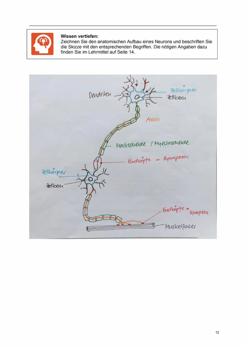 Lerndossier:
Anatomie und Physiologie
Nervensystem
Lösungsvorschläge komplett Anatomie/ Physiologie des Nervensystems
Ausgangslage
Mit diese