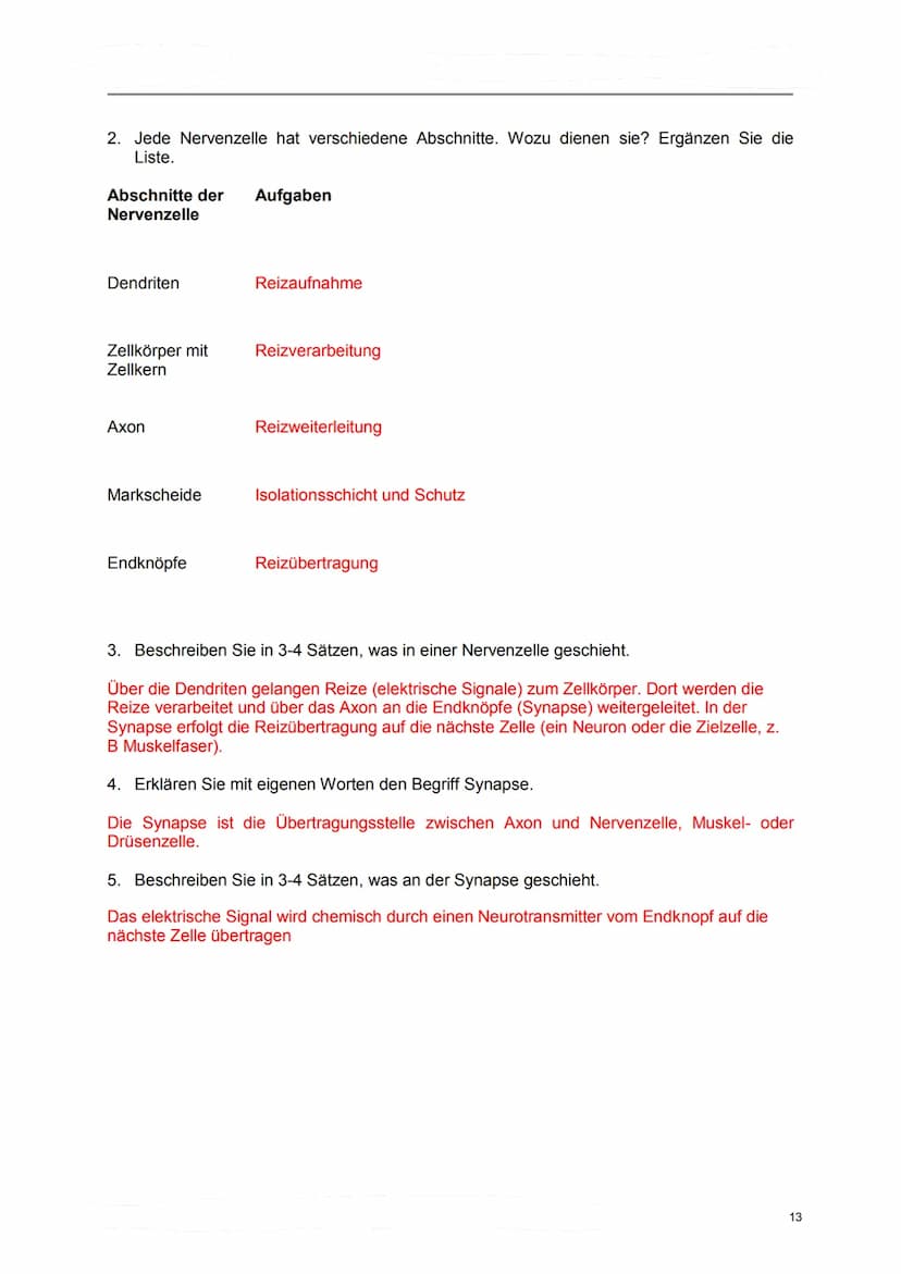 Lerndossier:
Anatomie und Physiologie
Nervensystem
Lösungsvorschläge komplett Anatomie/ Physiologie des Nervensystems
Ausgangslage
Mit diese