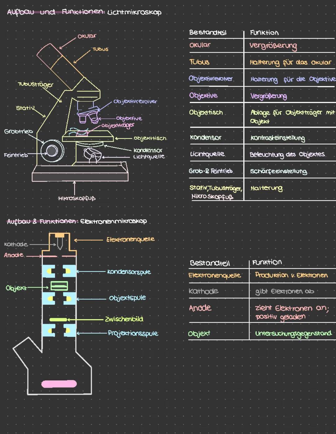 Vergleich Licht- und Elektronenmikroskopie