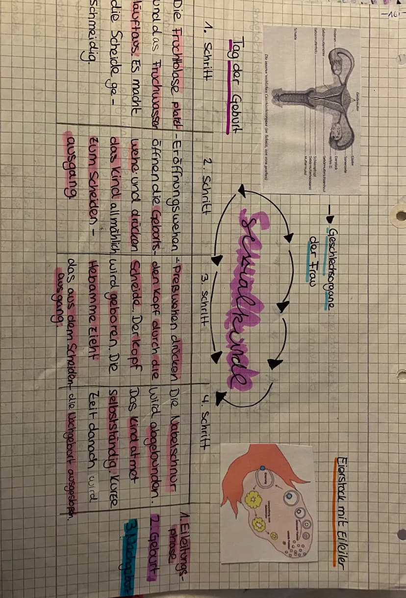 Harnblase
Samenleiter-
Gied
(Penis)
Schwellkorper
Harnsamenrohre
Eichel
Vorhaut
Die männlichen Geschlechtsorgane (von vom)
de Ha
idar Ham- u
