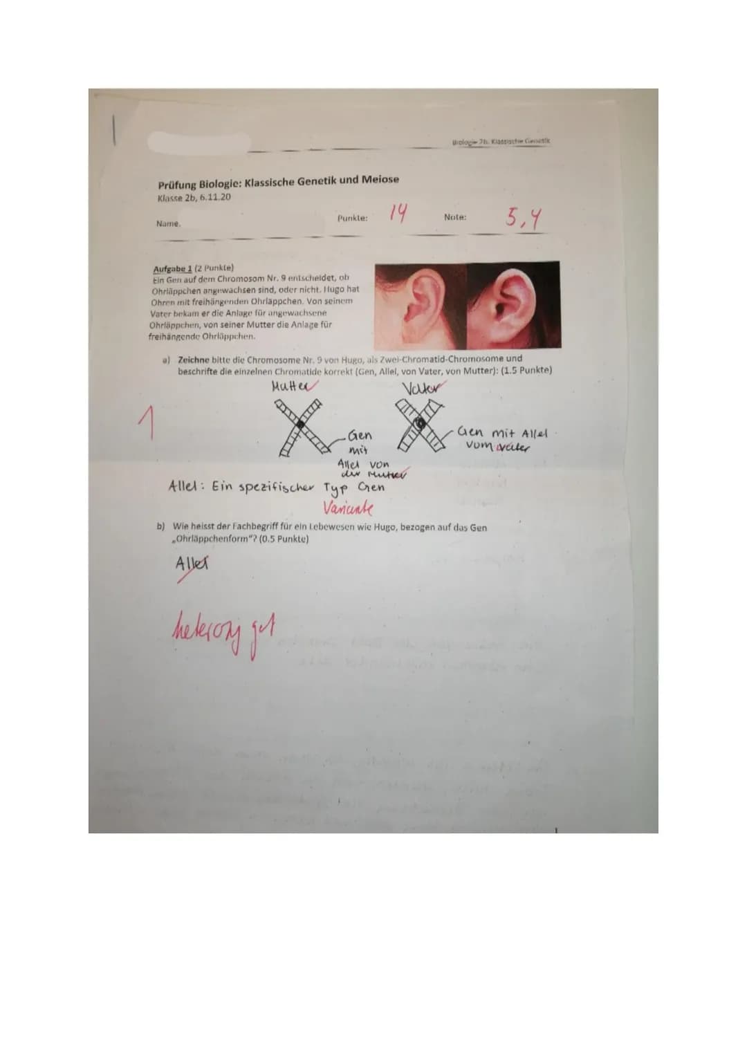 Prüfung Biologie: Klassische Genetik und Meiose
Klasse 2b, 6.11.20
14
Name.
Punkle:
Aufgabe 1 (2 Punkte)
Ein Gen auf dem Chromosom Nr. 9 ent