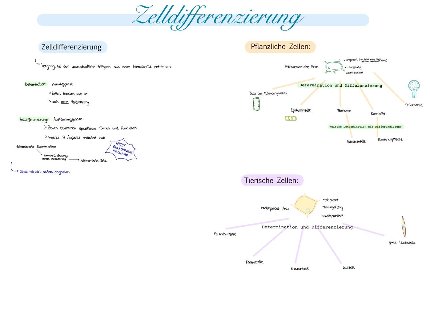 Zelldifferenzierung
Go
•Vorgang, bei dem unterschiedliche Zelltypen aus einer Stammzelle entstehen
Determination: Planungsphase
>Zellen bere