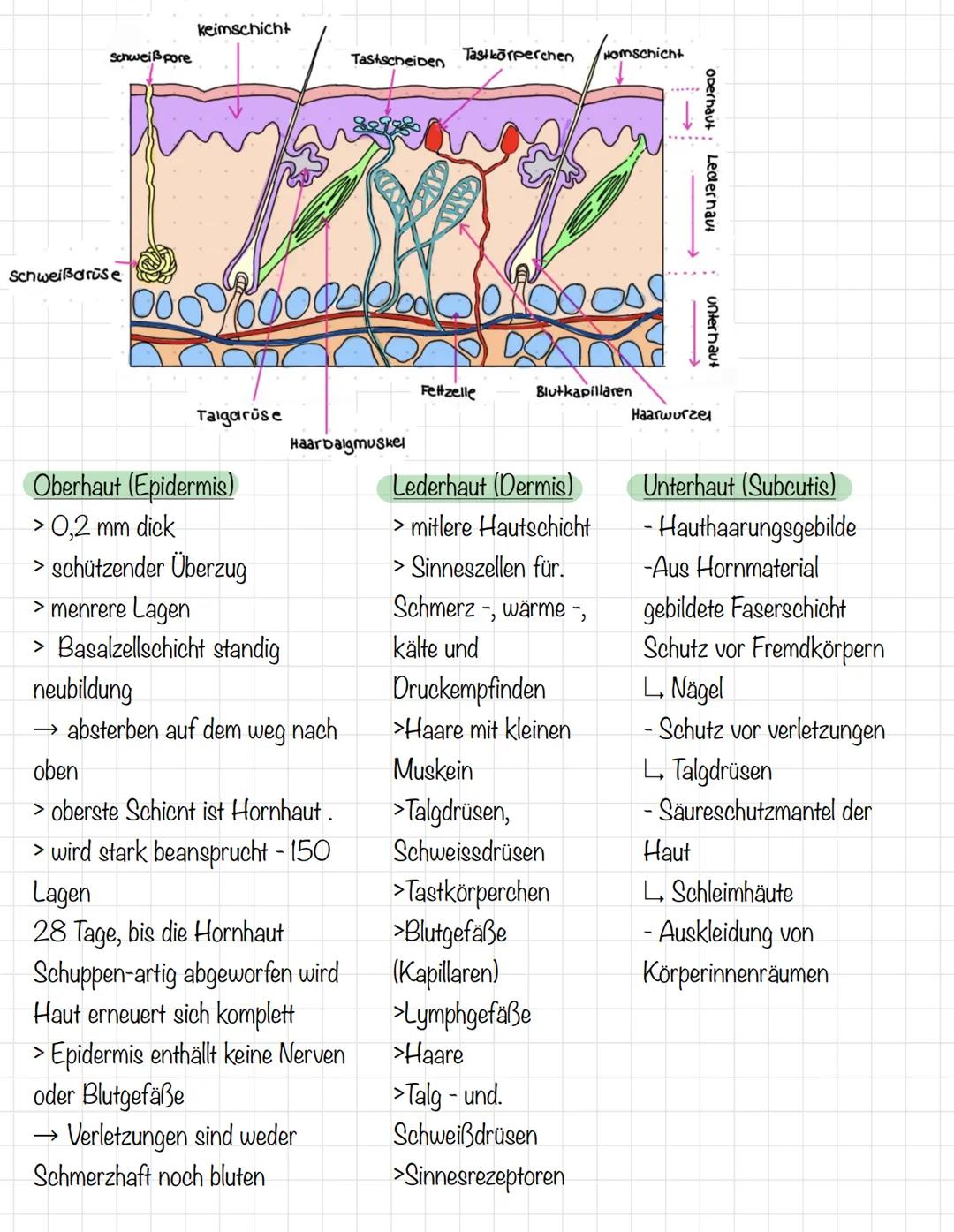 Steckbrief Haut
> größte Organ
Gesundheit Klausur Nr. 2 - die Haut
> grenzschicht zwischen Haut
und Umwelt
> Teil des imunsystems
> größte S