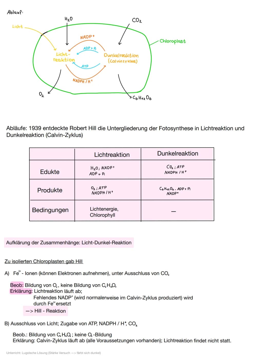 2. Energiebindung und Stoffaufbau durch Fotosynthese
6C0₂ + 6H₂O
Wasser
kohlenstoff dioxid
Licht
Chloroplast
Co H12O6
Glucose
2.1 Bedeutung 