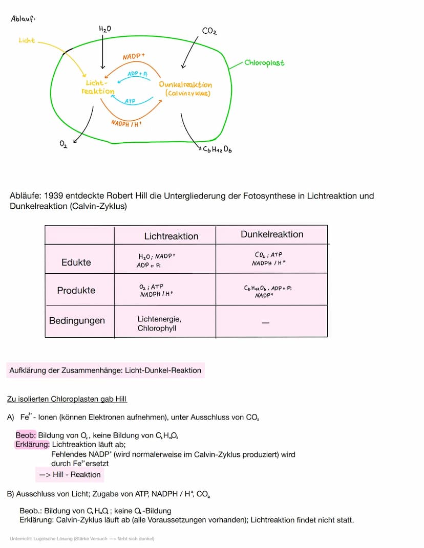 2. Energiebindung und Stoffaufbau durch Fotosynthese
6C0₂ + 6H₂O
Wasser
kohlenstoff dioxid
Licht
Chloroplast
Co H12O6
Glucose
2.1 Bedeutung 