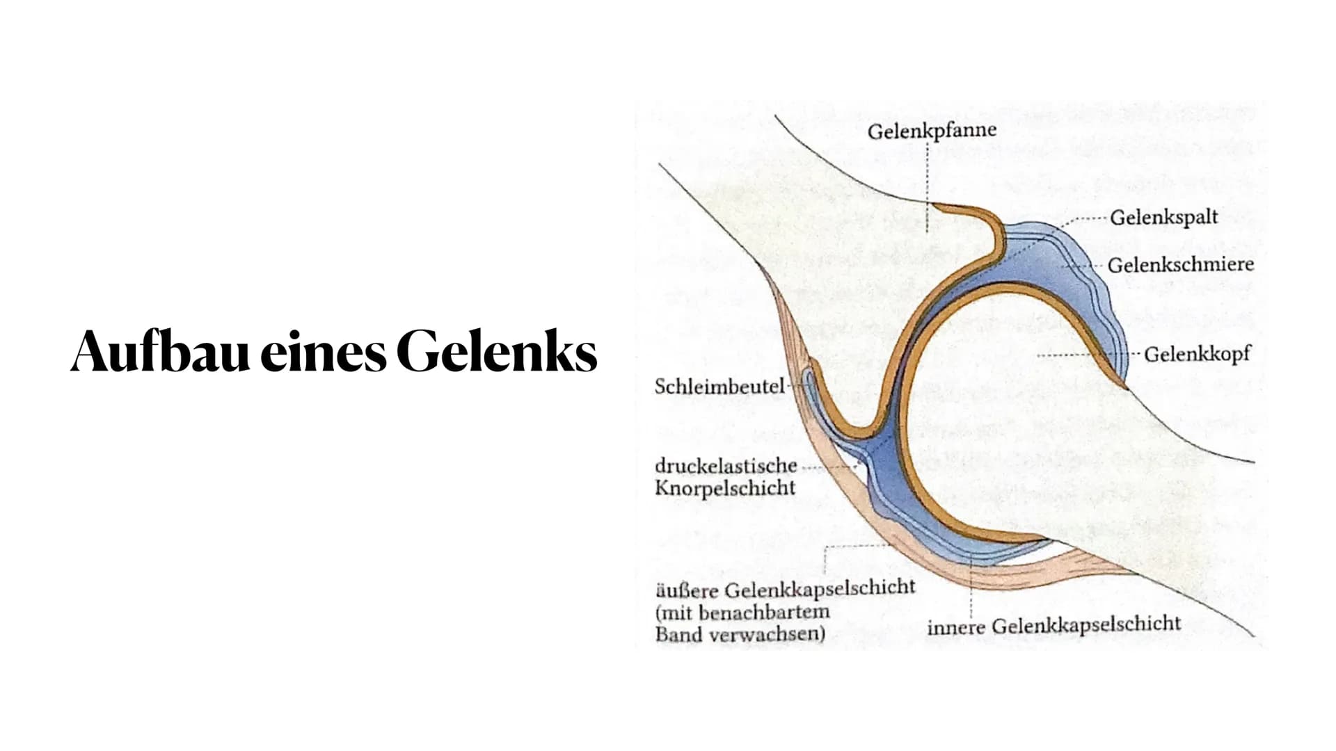 Sportbiologische Grundlagen
des Trainings
1. Bewegungsapparat
Anna-Lena Wiechmann ●
●
●
●
●
Gliederung
Vorstellung Bewegungsapparat
Vorstell