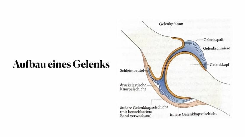 Sportbiologische Grundlagen
des Trainings
1. Bewegungsapparat
Anna-Lena Wiechmann ●
●
●
●
●
Gliederung
Vorstellung Bewegungsapparat
Vorstell