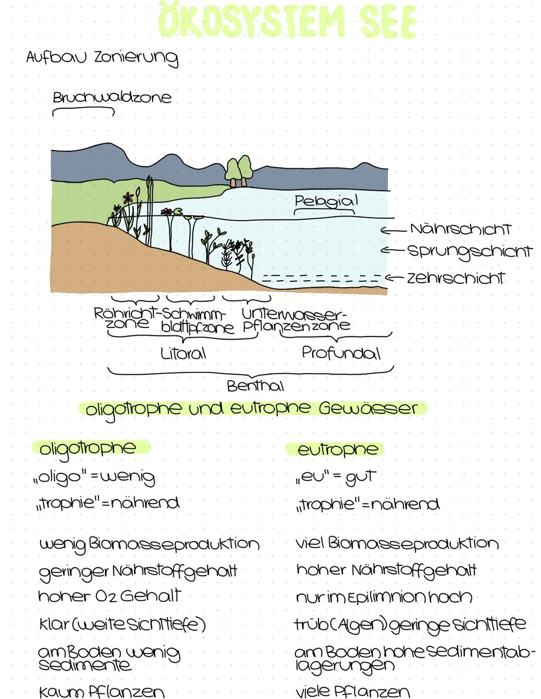 Okologie
Abitur
Zusammenfassung Inhaltsübersicht
Themenfeld Ökologie
Bereiche der Ökologie (Syn-, Populations- und Autökologie)
Aufbau eines