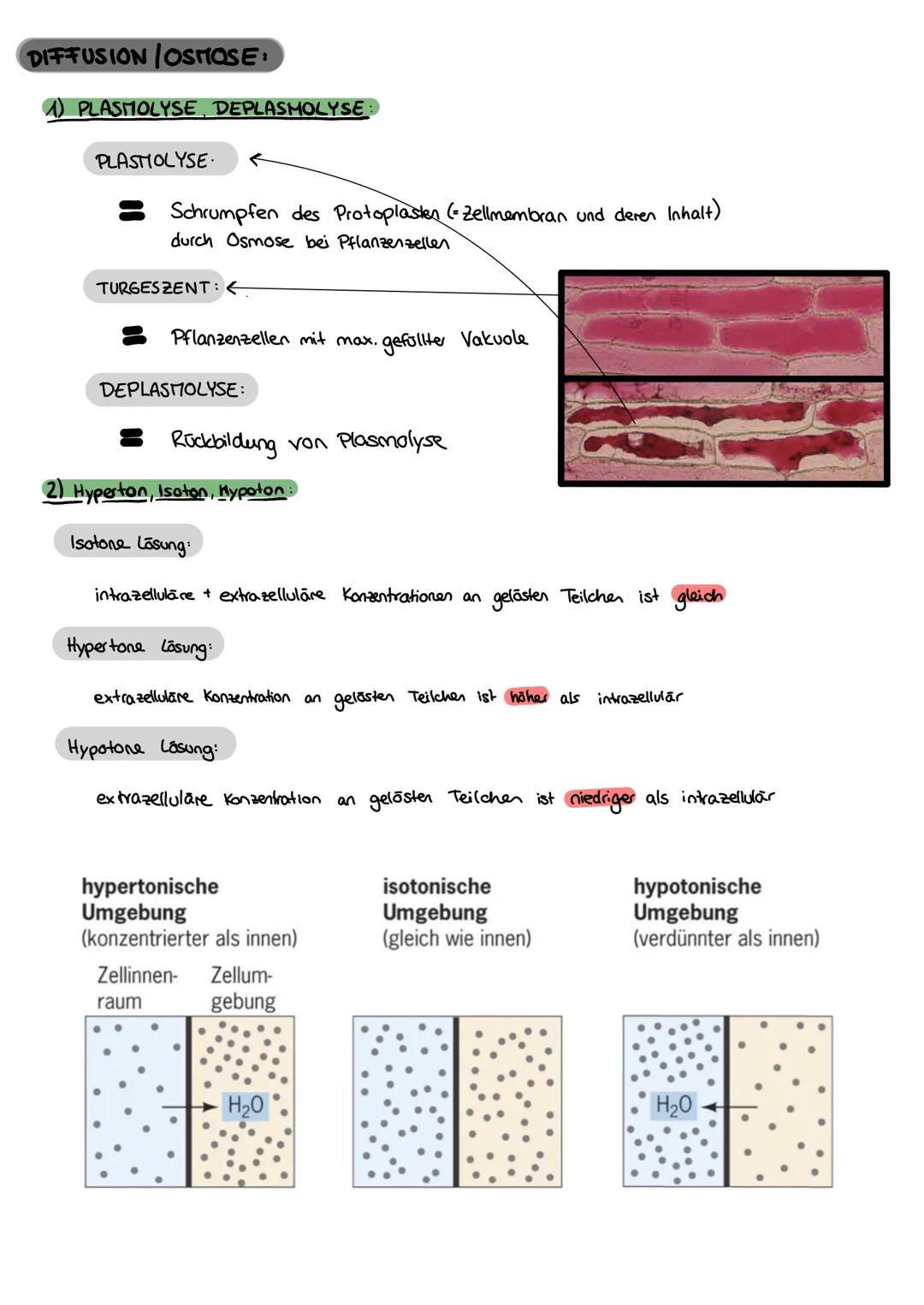 Biologie
FEINBAU DER ZELLE
ZELL ORGANELLEN:
MITOCHONDRIUM:
WWW
CHLOROPLAST:
Klausur Nr. 1
ZELLKERN:
Karyoplasma
Außenmembran
Innenmembran
(E