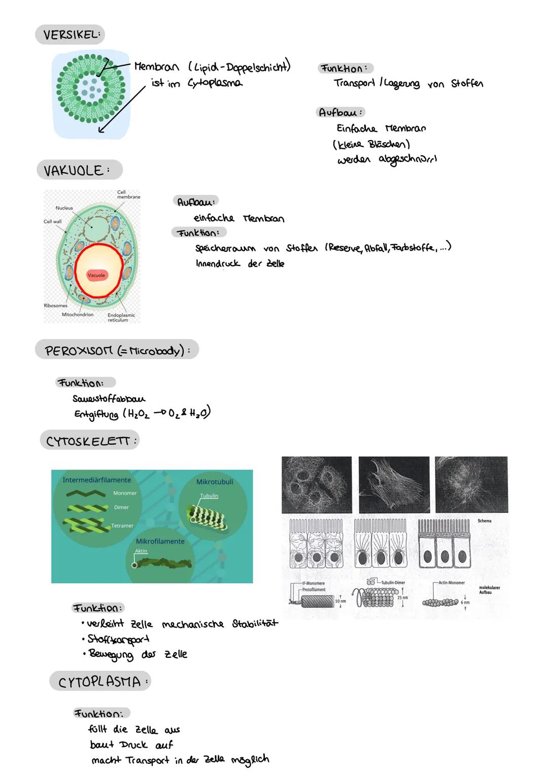 Biologie
FEINBAU DER ZELLE
ZELL ORGANELLEN:
MITOCHONDRIUM:
WWW
CHLOROPLAST:
Klausur Nr. 1
ZELLKERN:
Karyoplasma
Außenmembran
Innenmembran
(E