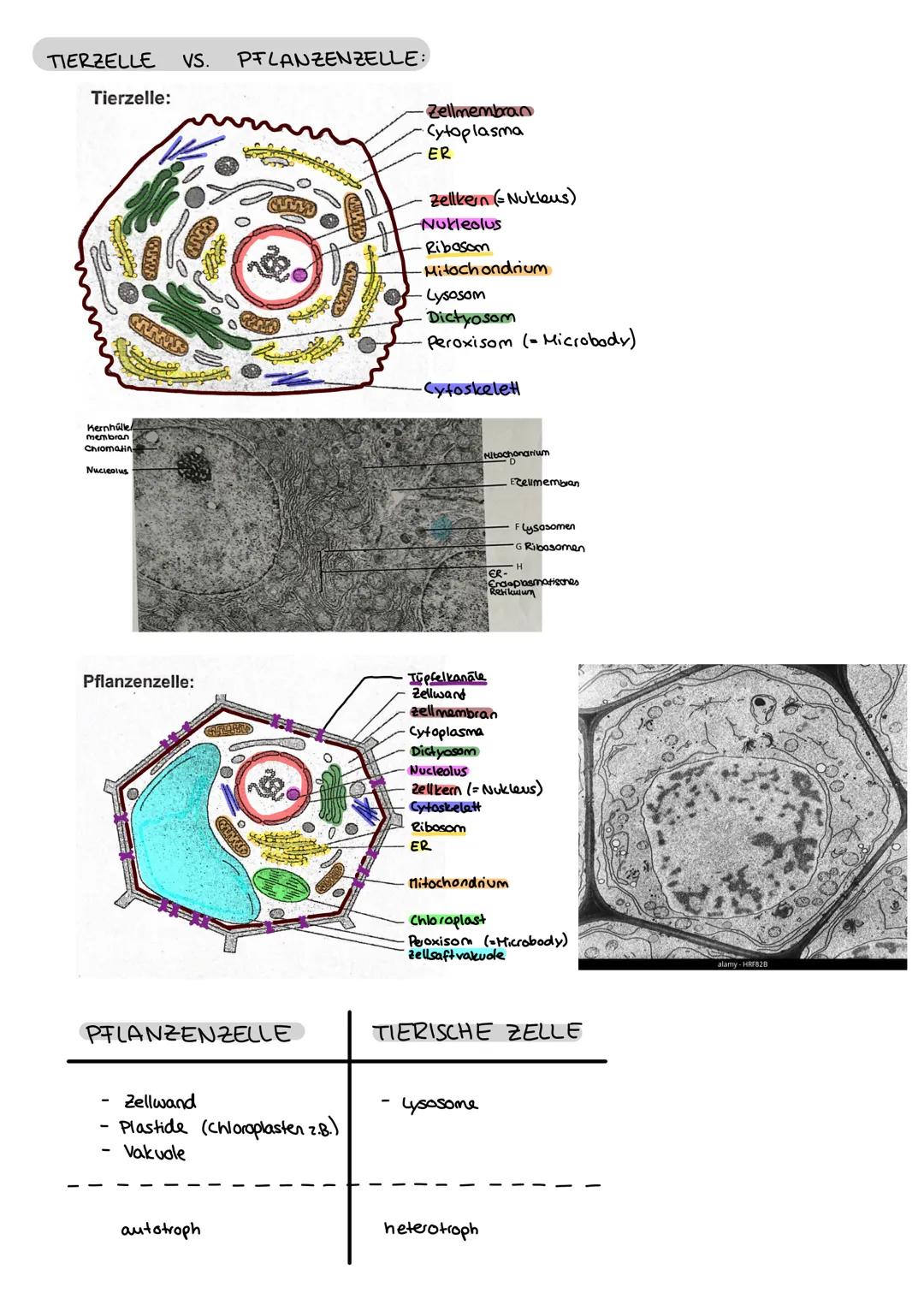 Biologie
FEINBAU DER ZELLE
ZELL ORGANELLEN:
MITOCHONDRIUM:
WWW
CHLOROPLAST:
Klausur Nr. 1
ZELLKERN:
Karyoplasma
Außenmembran
Innenmembran
(E