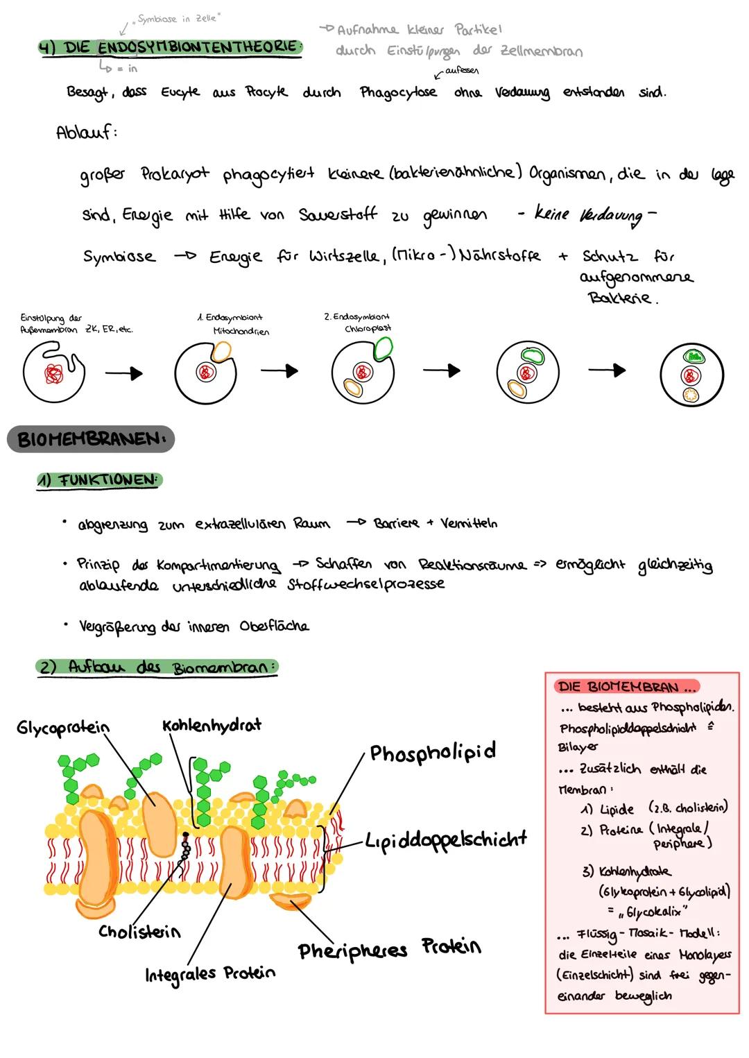 Biologie
FEINBAU DER ZELLE
ZELL ORGANELLEN:
MITOCHONDRIUM:
WWW
CHLOROPLAST:
Klausur Nr. 1
ZELLKERN:
Karyoplasma
Außenmembran
Innenmembran
(E