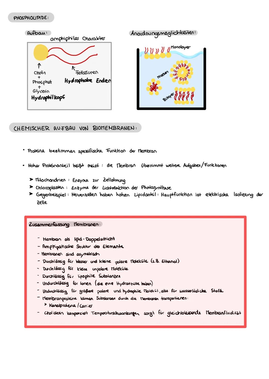 Biologie
FEINBAU DER ZELLE
ZELL ORGANELLEN:
MITOCHONDRIUM:
WWW
CHLOROPLAST:
Klausur Nr. 1
ZELLKERN:
Karyoplasma
Außenmembran
Innenmembran
(E