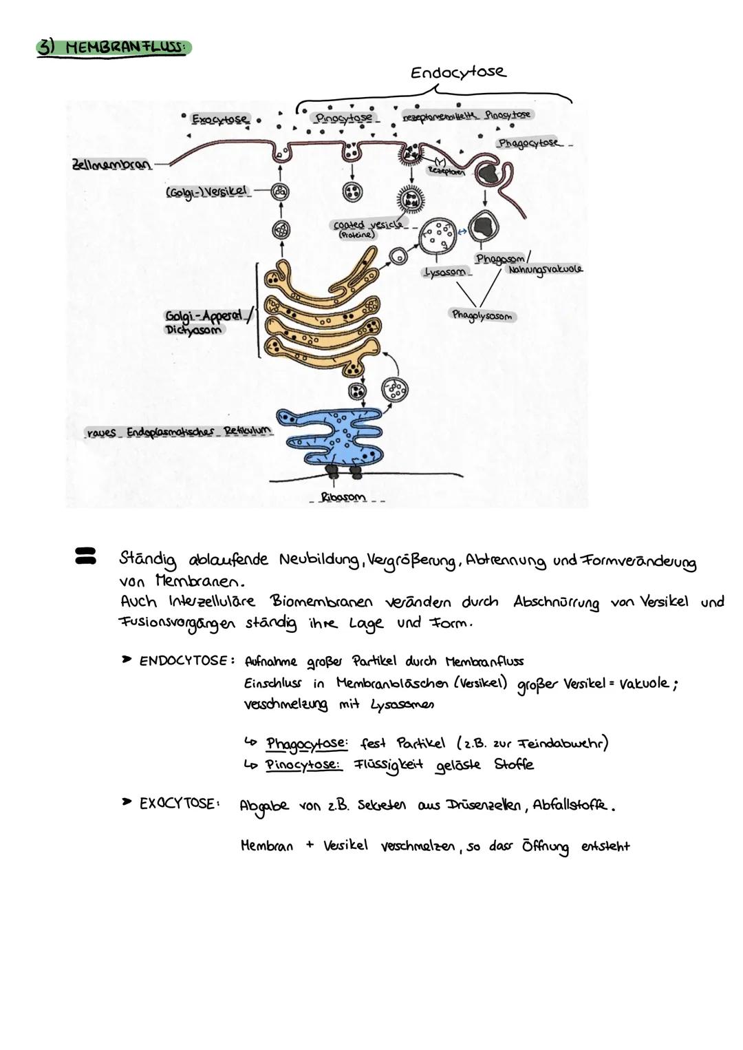 Biologie
FEINBAU DER ZELLE
ZELL ORGANELLEN:
MITOCHONDRIUM:
WWW
CHLOROPLAST:
Klausur Nr. 1
ZELLKERN:
Karyoplasma
Außenmembran
Innenmembran
(E