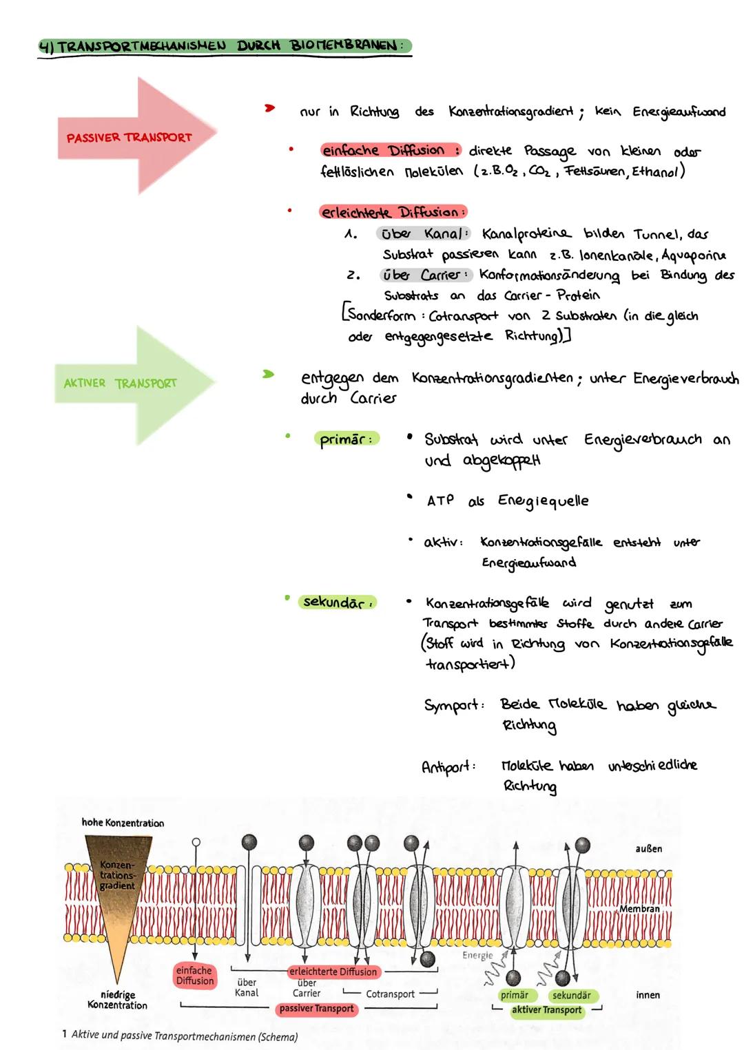 Biologie
FEINBAU DER ZELLE
ZELL ORGANELLEN:
MITOCHONDRIUM:
WWW
CHLOROPLAST:
Klausur Nr. 1
ZELLKERN:
Karyoplasma
Außenmembran
Innenmembran
(E
