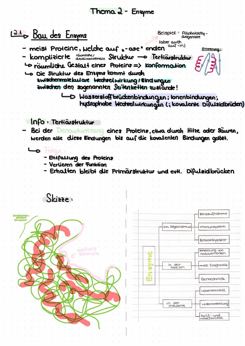 Themen:
Thema A - das Protein
A.AL Aufbau
A.2 Lo die 4 Strukturebenen
Thema 2 Enzyme
^.^
-
2.1 Lo Bau des Enzyms
Funktion
2.2
2.3 Ablauf ein