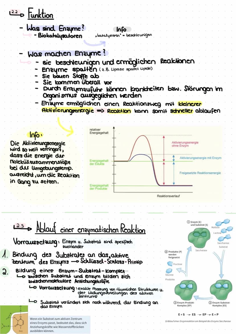 Themen:
Thema A - das Protein
A.AL Aufbau
A.2 Lo die 4 Strukturebenen
Thema 2 Enzyme
^.^
-
2.1 Lo Bau des Enzyms
Funktion
2.2
2.3 Ablauf ein