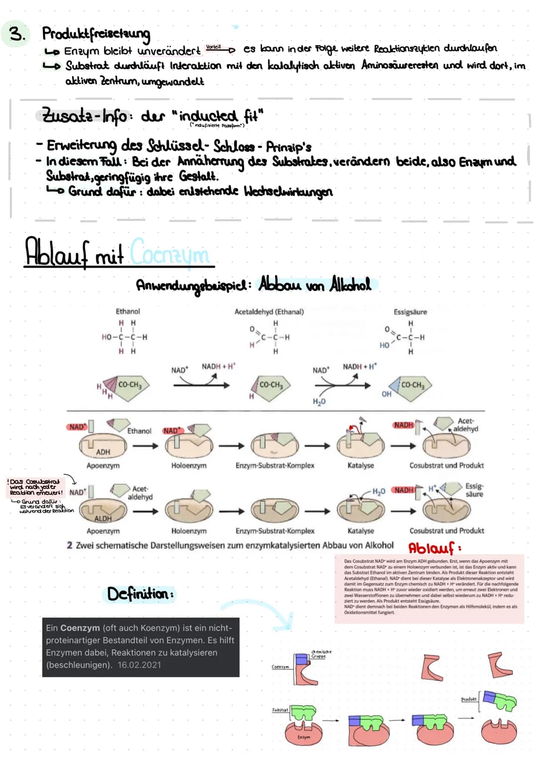 Themen:
Thema A - das Protein
A.AL Aufbau
A.2 Lo die 4 Strukturebenen
Thema 2 Enzyme
^.^
-
2.1 Lo Bau des Enzyms
Funktion
2.2
2.3 Ablauf ein