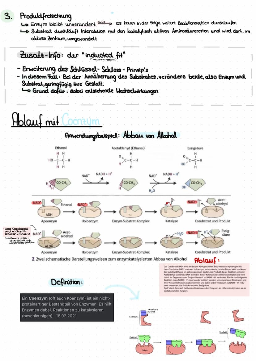 Themen:
Thema A - das Protein
A.AL Aufbau
A.2 Lo die 4 Strukturebenen
Thema 2 Enzyme
^.^
-
2.1 Lo Bau des Enzyms
Funktion
2.2
2.3 Ablauf ein