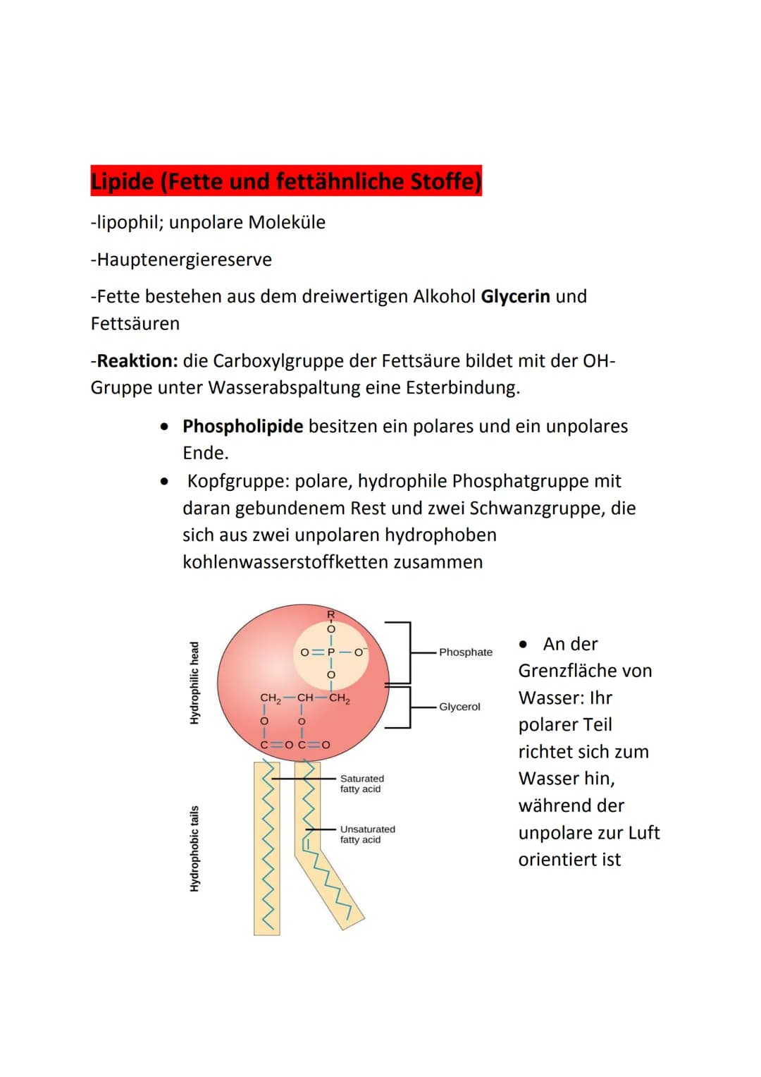 Bio Klausur 1 Q1
Themen:
• Kennzeichen des Lebendigen
Biochemie der Zelle
Prokaryoten, Eukaryoten
Endo- und Exocytose
●
• Endosymbiontentheo