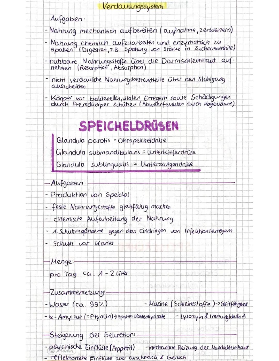 Verdauungstrakt und Harnsystem