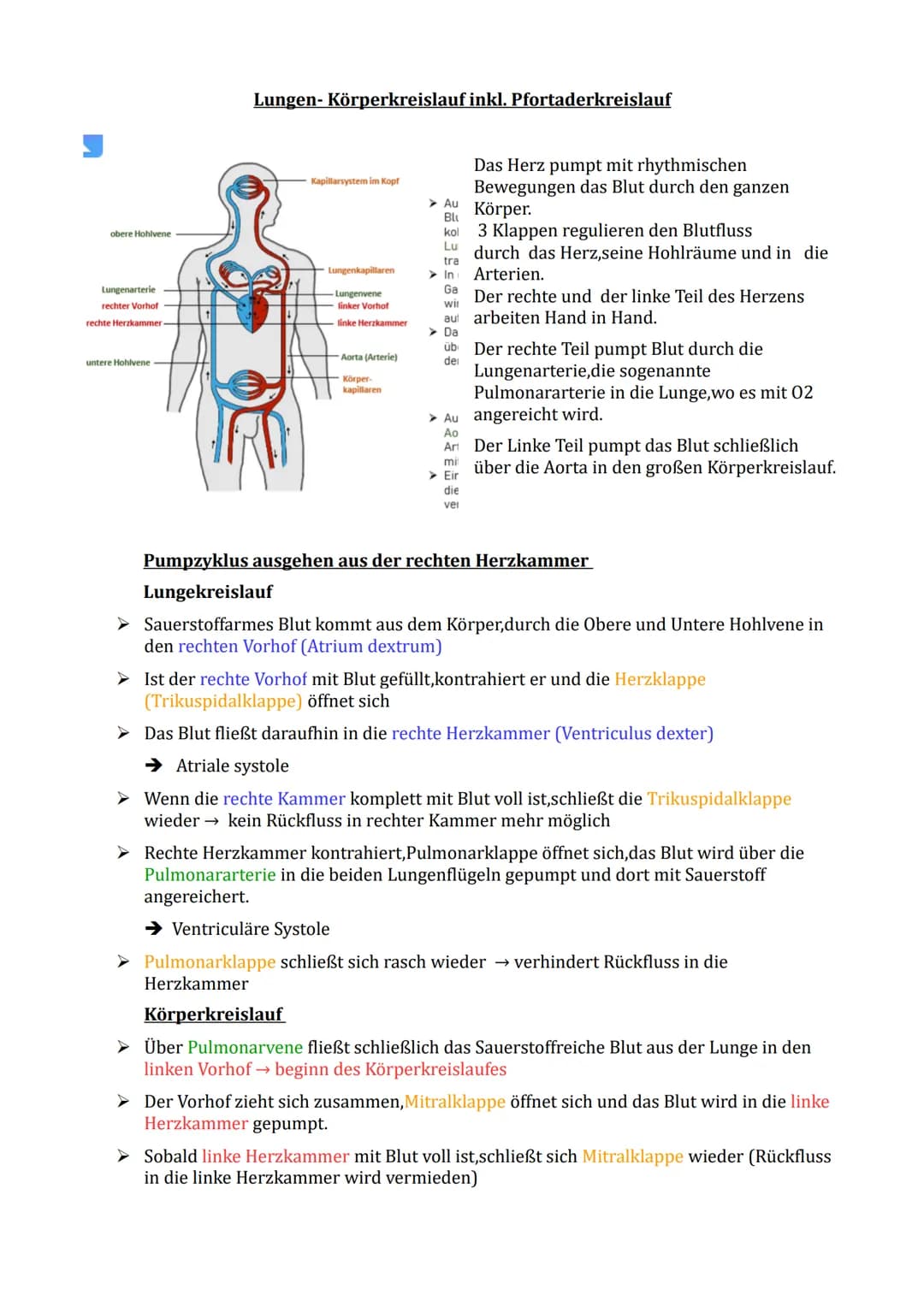 obere Hohlvene
Lungenarterie
rechter Vorhof
rechte Herzkammer
untere Hohlvene
Lungen-Körperkreislauf inkl. Pfortaderkreislauf
Kapillarsystem