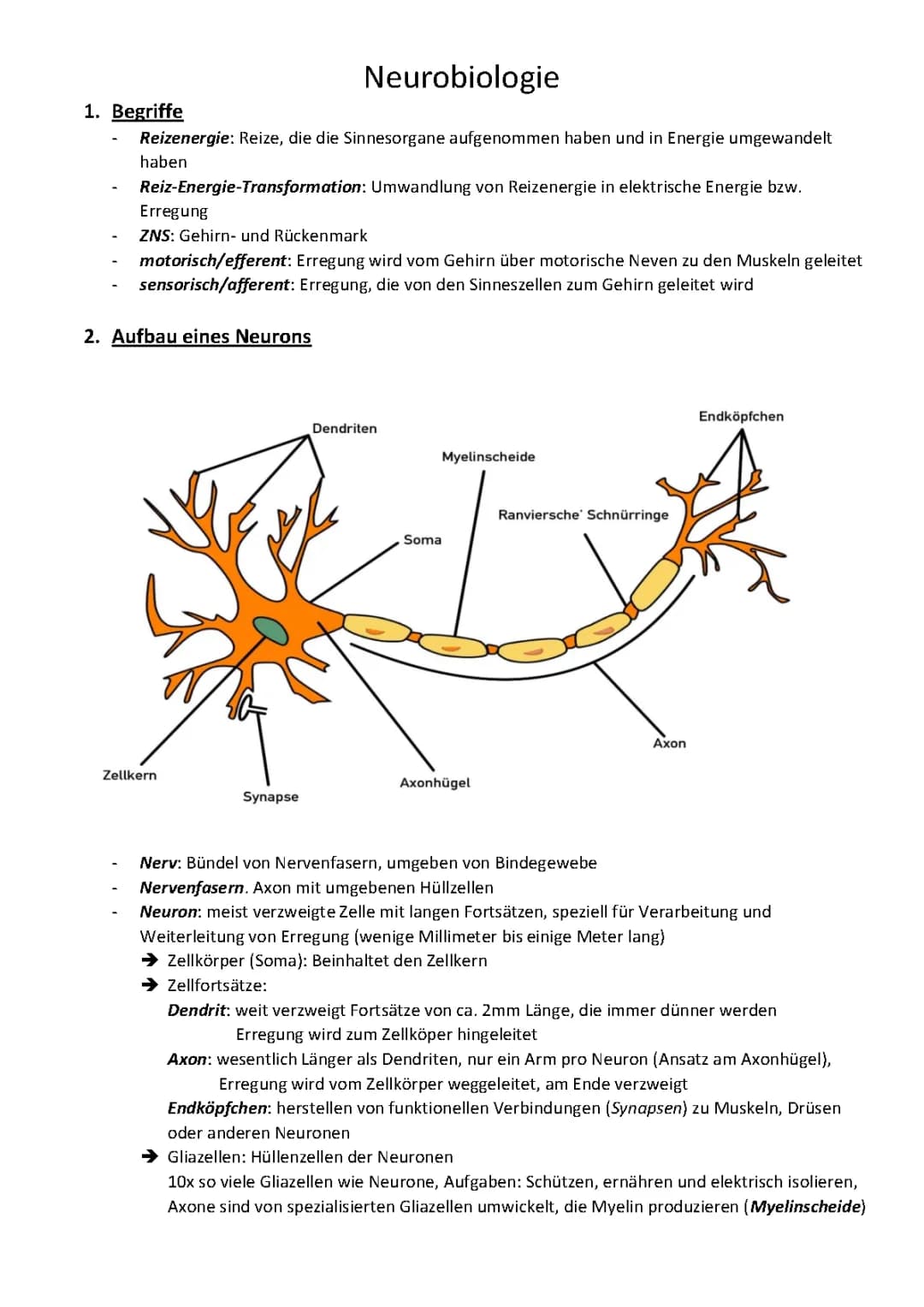 Neurobiologie Abitur 2022