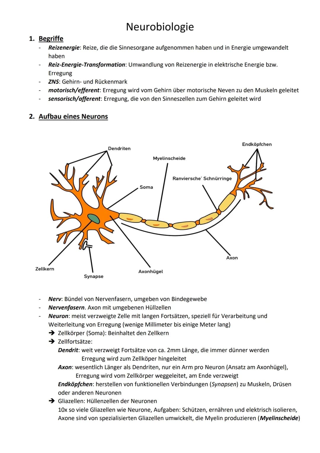 Neurobiologie
1. Begriffe
Reizenergie: Reize, die die Sinnesorgane aufgenommen haben und in Energie umgewandelt
haben
Reiz-Energie-Transform