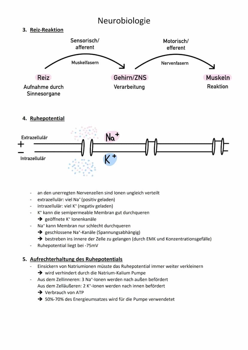 Neurobiologie
1. Begriffe
Reizenergie: Reize, die die Sinnesorgane aufgenommen haben und in Energie umgewandelt
haben
Reiz-Energie-Transform