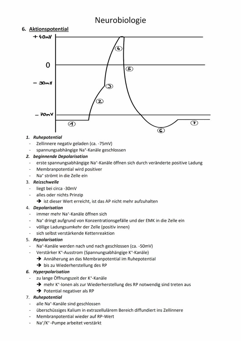 Neurobiologie
1. Begriffe
Reizenergie: Reize, die die Sinnesorgane aufgenommen haben und in Energie umgewandelt
haben
Reiz-Energie-Transform