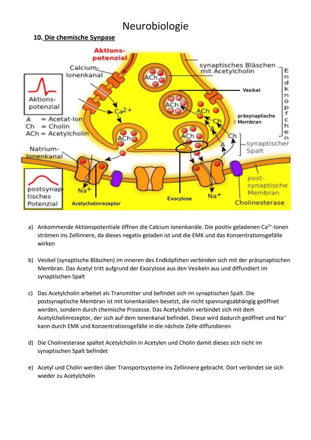 Neurobiologie
1. Begriffe
Reizenergie: Reize, die die Sinnesorgane aufgenommen haben und in Energie umgewandelt
haben
Reiz-Energie-Transform